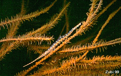 needle shrimp - Gorgonien Garnele (Tozeuma armatum)