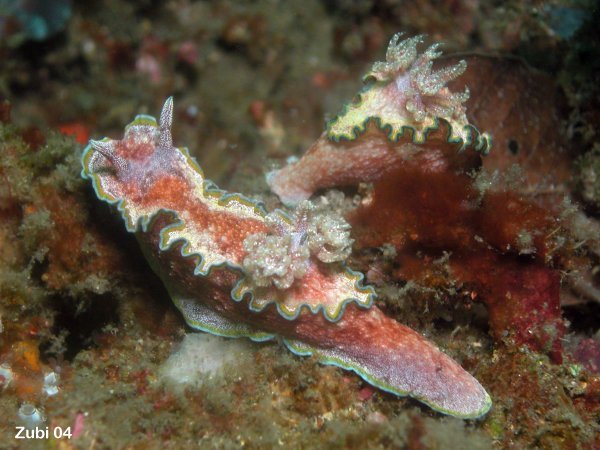 nudibranch - Nacktschnecke (Glossodoris cincta)