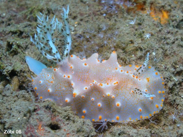 nudibranch - Nacktschnecke (Halgerda malesso)