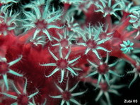 Gorgonian Coral - Seefächer (Riffgorgonie)