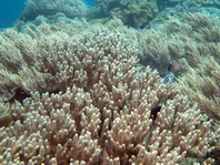 Soft Coral - Lederkoralle