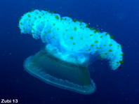 Crown Jellyfish - Netrostoma setouchianum - Kranzqualle