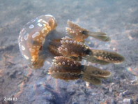 Jellyfish - Quallen