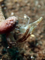 Squat Lobsters - Galatheidae - Springkrebse