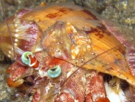 Porcelain Crabs - Porcellanidae - Porzellankrebse 
