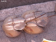 horseshoe crab on a market