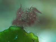 Algae Shrimp - Phycocaris simulans - Algen-Garnele