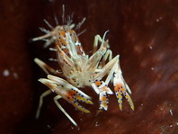 Bongo Bumble Bee Shrimp (Spiny Tiger Shrimp) - Phyllognathia ceratophthalma