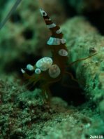 Squat Shrimp (Anemone Shrimp) - Thor amboinensis - Hohlkreuz-Garnele