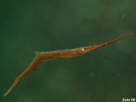 Shrimp - Tozeuma sp - Korallengarnele