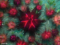 Sea urchin (Astropyga 