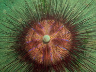 sea urchins (Echinoderms) - Seeigel (Stachelhäuter) - Species on this page: Astropyga, Diadema, Echinothrix, Mespilia, Salmacis, Lytechinus, Asthenosoma,  Toxopneustes, Maretia, Eurypatagus, Clypeaster, Eucidaris, Prionocidaris, Echinostrephus, Echinometra