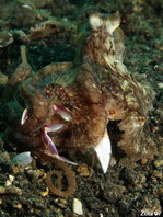 Veined Octopus (Coconut Octopus) - Octopus marginatus - Venen Oktopus (Kokosnuss Tintenfisch) 