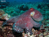 Day Octopus - Octopus cyanea - Riffoktopus 