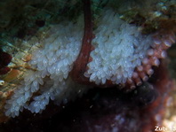 Midring Blue-Ringed Octopus - <em>Hapalochlaena sp4</em> - Mittelring Blauring-Oktopus (Sulawesi) 