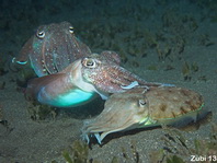 Pharao Cuttlefish - Sepia pharaonis - Pharao Sepia