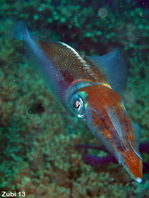 Bigfin Reef squid - Sepioteuthis lessoniana - Großflossen-Riffkalmar