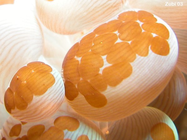 invasion of acoeous flatworm on soft coral - Korallenstrudelwurm-Invasion