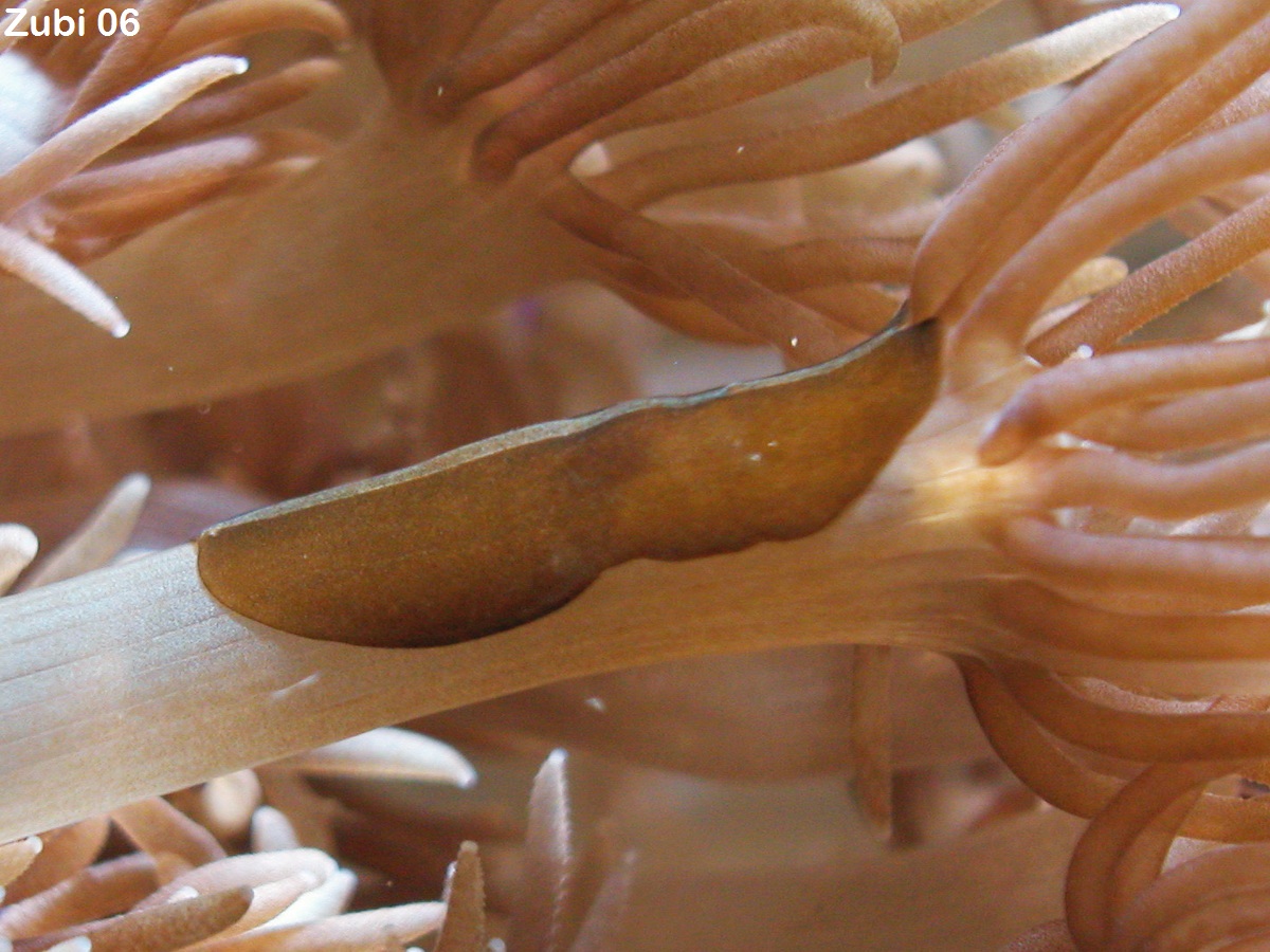 acoeous flatworm on soft coral - Korallenstrudelwuermer auf Weichkoralle