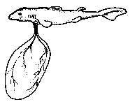 Shark embryo with sack of yolk