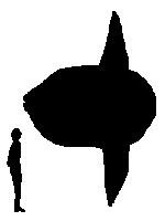 size of Mola sunfish in comparison with human