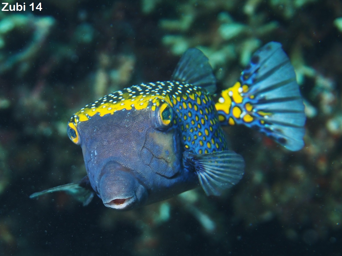 Boxfishes - Kofferfische: Ostracion cubicus / Lactoria cornuta, fornasini / Lactoria fornasini / Rhynchostracion nasus 