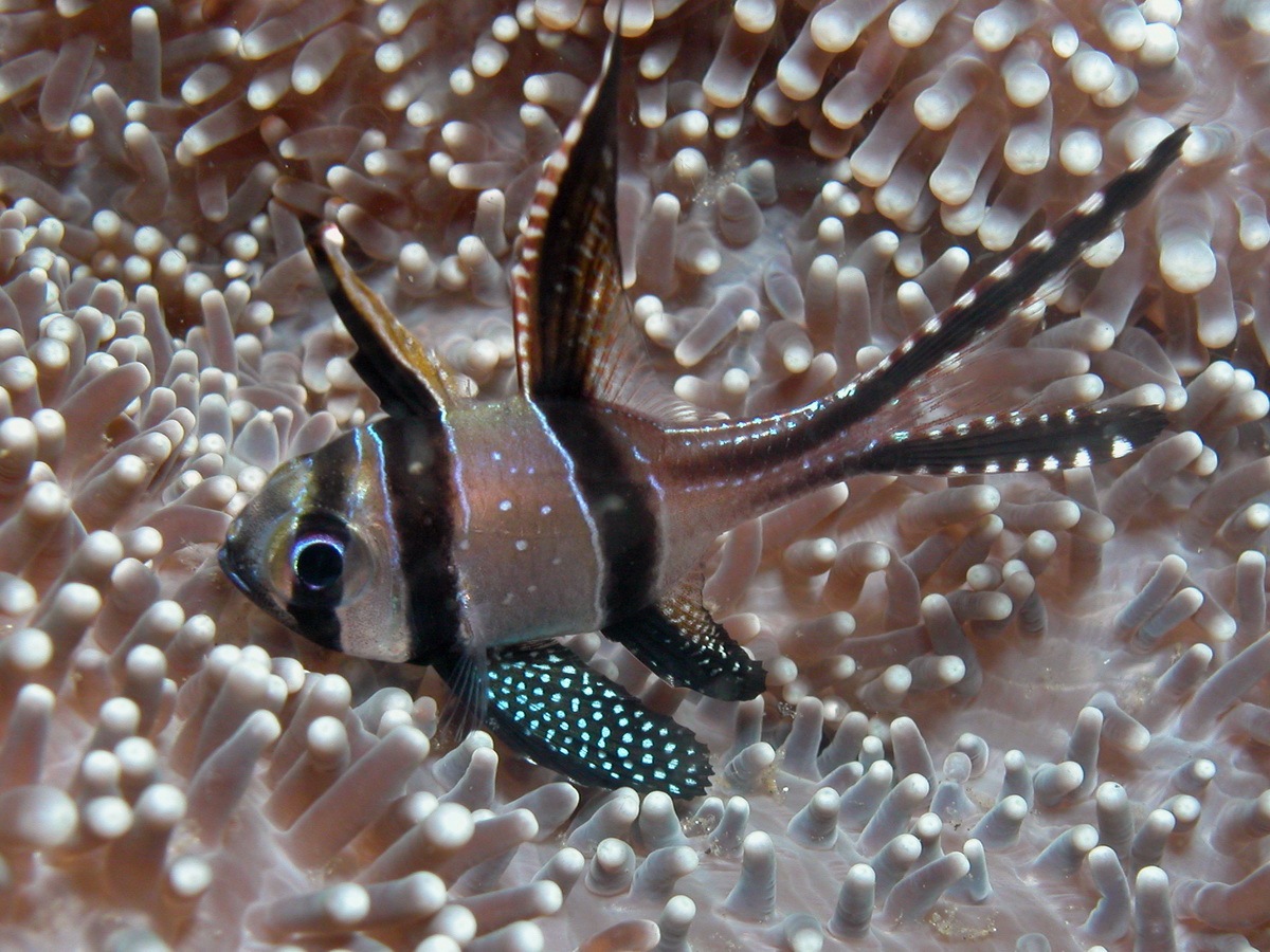 Coral Reef Fishes  (Cardinalfish, Parrotfish, comet fish, Soapfish, emperor and many more) - Fotos von typischen Korallenfischen   (Papageifische, Schnepfenmesserfisch, Strassenkehrer, Kometenfisch  und mehr)