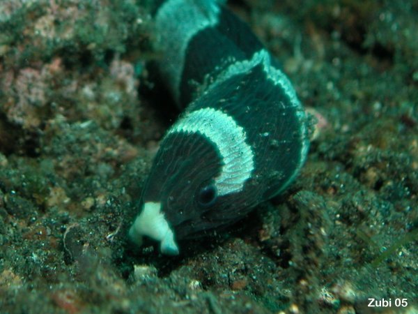 ssnake eel - Schlangenaal