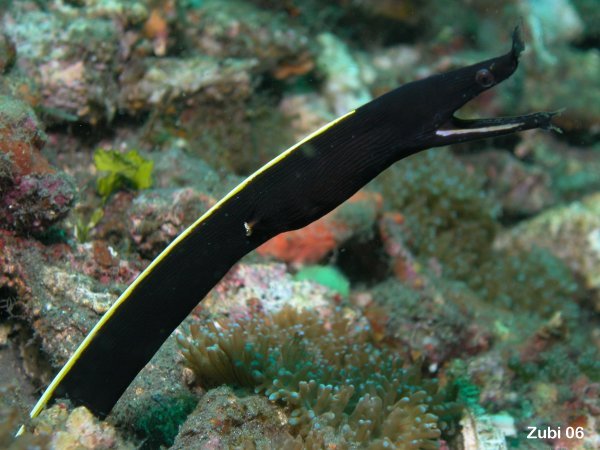 ribbon eel - Geistermuraene (Rhinomuraena quaesita)