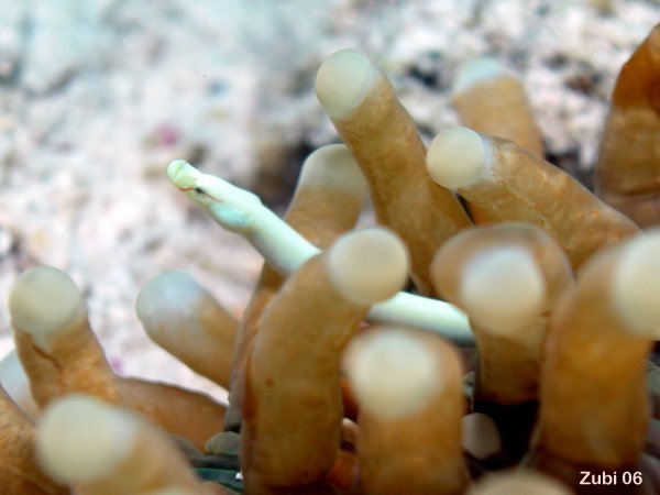 Anemone pipefish - Anemonen Seenadel