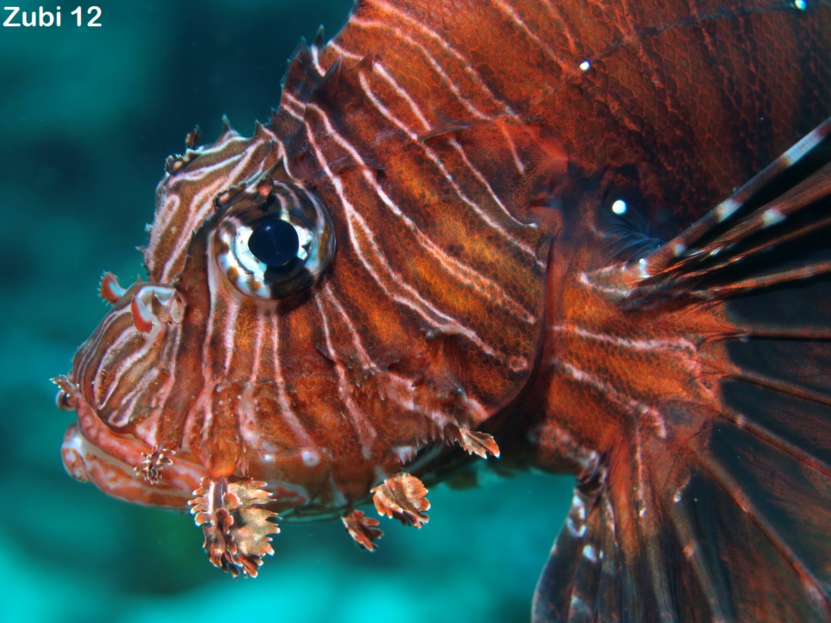 lionfish - Rotfeuerfisch