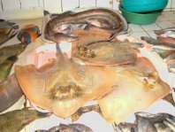 Tote Rochen auf einem Markt in Südostasien