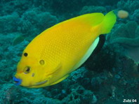Three-spot Angelfish - Apolemichthys trimaculatus - Gelber Dreipunkt-Kaiserfisch