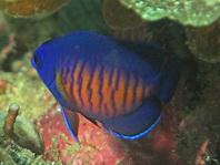 Dusky Angelfish (orange coloring can fade) - Centropyge bispinosus - Gestreifter Zwergkaiser (orange Seiten können verschwinden)