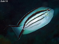 Lamarck's Angelfish - Genicanthus lamarck - Vierstreifen-Lyrakaiserfisch