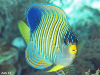 Regal Angelfish - <em>Pomacanthus diacanthus</em> - Pfauen Kaiserfisch