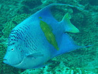 Yellowbar Angelfish - Apolemichthys maculosus - Arabischer Kaiserfisch