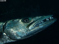 Blackfin Barracuda - <em>Sphyraena qenie</em> - Dunkelflossen Barrakuda