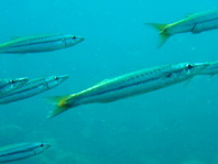 Obtuse Barracuda - Sphyraena obtusata - Stumpfe Barracuda 