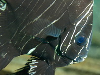Juvenile Zebra Batfish - <em>Platax batavianus</em> - Jungtier Buckelkopf Fledermausfisch