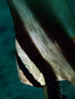 Golden Batfish (Spadefish) - <em>Platax boersii</em> - Goldener Fledermausfisch