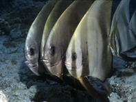 Circular Batfish - <em>Platax orbicularis</em> - Rundkopf Fledermausfisch 