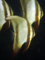 Juvenile Circular Batfish - <em>Platax orbicularis</em> - Rundkopf Fledermausfisch Jungtier