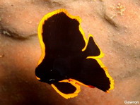 Pinnate Batfish pre-adult - Platax pinnatus - Semiadulter Spitzmaul Fledermausfisch 