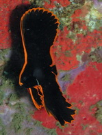 Juvenile Pinnate Batfish - <em>Platax pinnatus</em> - Jungtier Spitzmaul Fledermausfisch