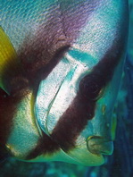 Pinnate Batfish - <em>Platax pinnatus</em> - Spitzmaul Fledermausfisch