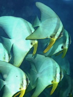 Juvenile Longfin Batfish - Platax teira - Jungtier Langflossen Fledermausfisch