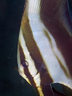 Juvenile Longfin Batfish - <em>Platax teira</em> - Jungtier Langflossen Fledermausfisch