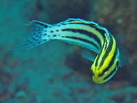 Striped poison fanged Blenny - Meiacanthus grammistes - Dreistreifen Säbelzahnschleimfisch 