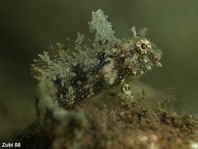 Highfin fangblenny - Petroscirtes mitratus - Segelflossen-Säbelzahnschleimfisch